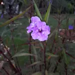 Lägenhet Donna Poreč