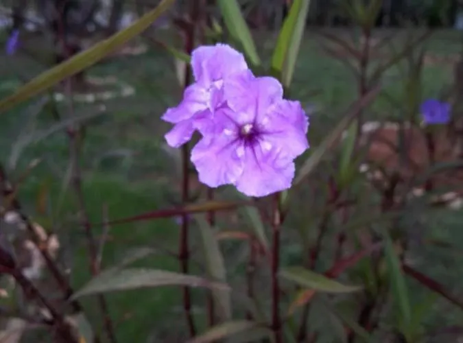 Appartamento Donna Porec